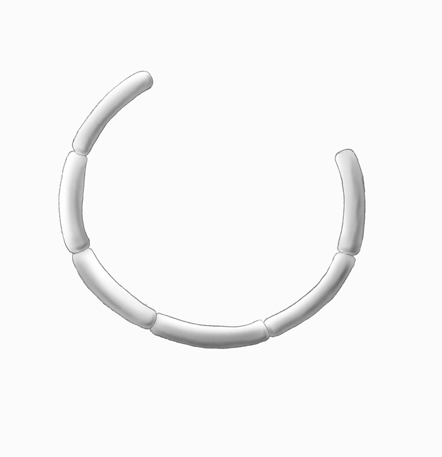 Dictyocha speculum